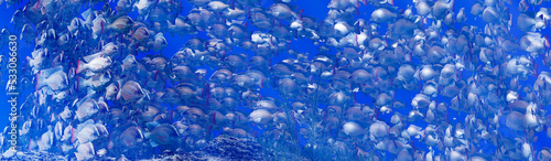 Flocks of fish swim in groups, the underwater circle is shining down. Lots of tilapia Swim in groups or in groups. Naturally, underwater, herds of fish are fed for food. 3D Rendering.