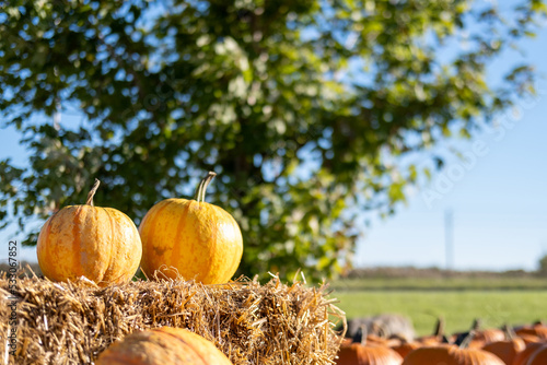 Pumpkin harvest in Canadian farm in the Fall. High quality photo