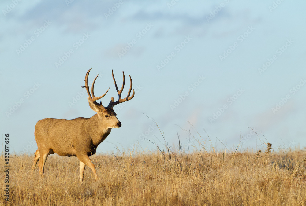 Mule Deer buck walking across a wide open meadow against a blue sky - plenty of room for copy, text, or insets