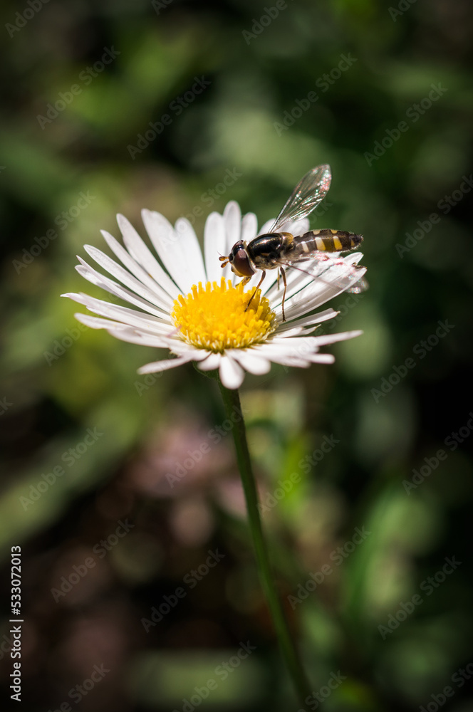 Macro close up shot of bee on flower Macro close up shot of bee on flower