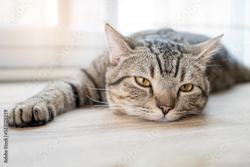 Cute tabby cat sleep calm and relax.