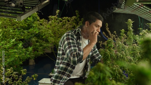 Marijuana farmer smoking rolled marijuana weed joint in curative marijuana farm for recreation or testing examination of his own marijuana quality photo