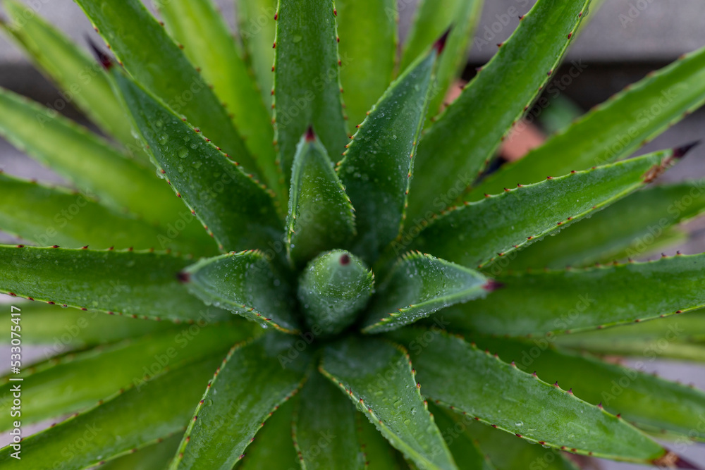 High angle view of agave plant High angle view of agave plant