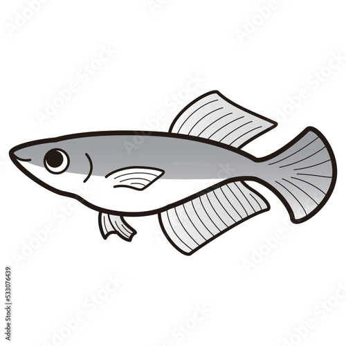 ヒカリメダカのイラスト