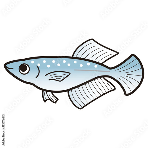 ヒカリメダカのイラスト