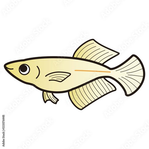 ヒカリメダカのイラスト
