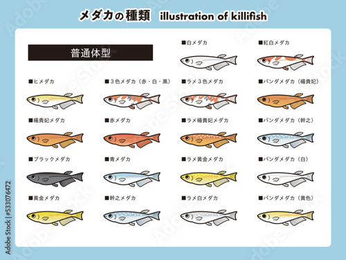 普通体型のメダカ　18種イラストセット