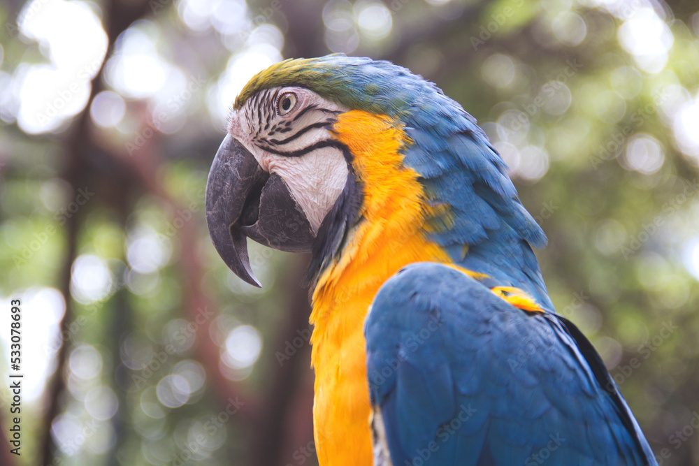 Fototapeta premium perico amarillo con azul