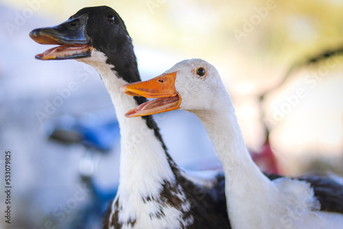 happy duck couple looking in the same direction