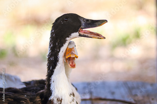 romantic couple of ducks leaning their heads on each other