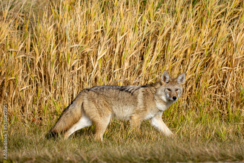 Coyote Coyote