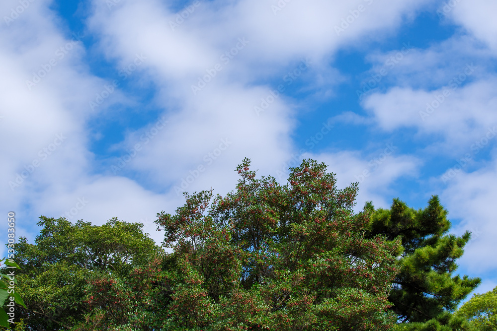 青空と雲と緑