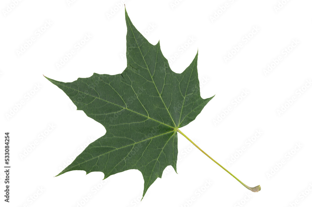 Fototapeta premium Autumn yellow dried elm leaf with dark veins