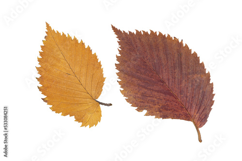 Fallen autumn dried yellow-red leaves