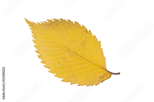 Autumn yellow dried elm leaf with dark veins