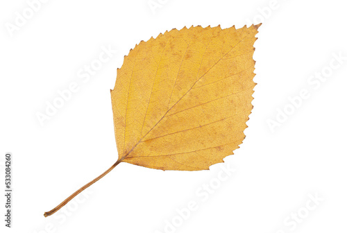 Autumn yellow dried birch leaf with dark veins