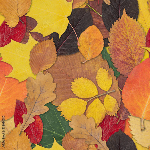 Seamless pattern of colorful autumn leaves