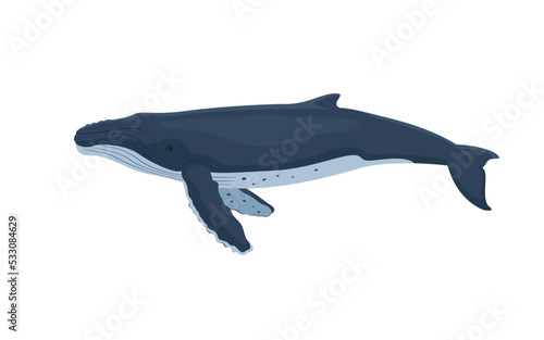 Vector humpback whale