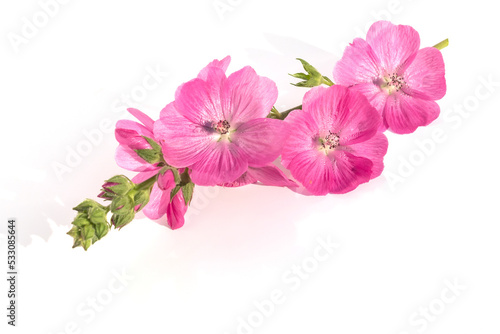 Flower arrangement of fresh sprig of pink sidalcea, for design and congratulations.