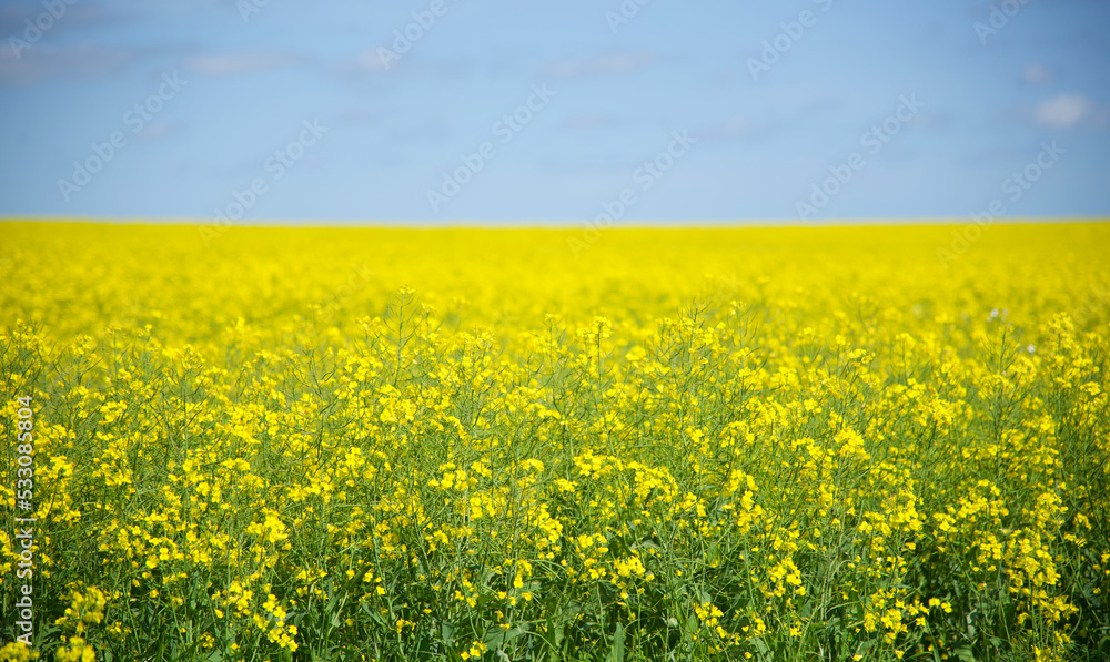 Canola boom yellow fields in close up in Walla Walla, new south wales, Australia. Canola boom yellow fields in close up in Walla Walla, new south wales, Australia.