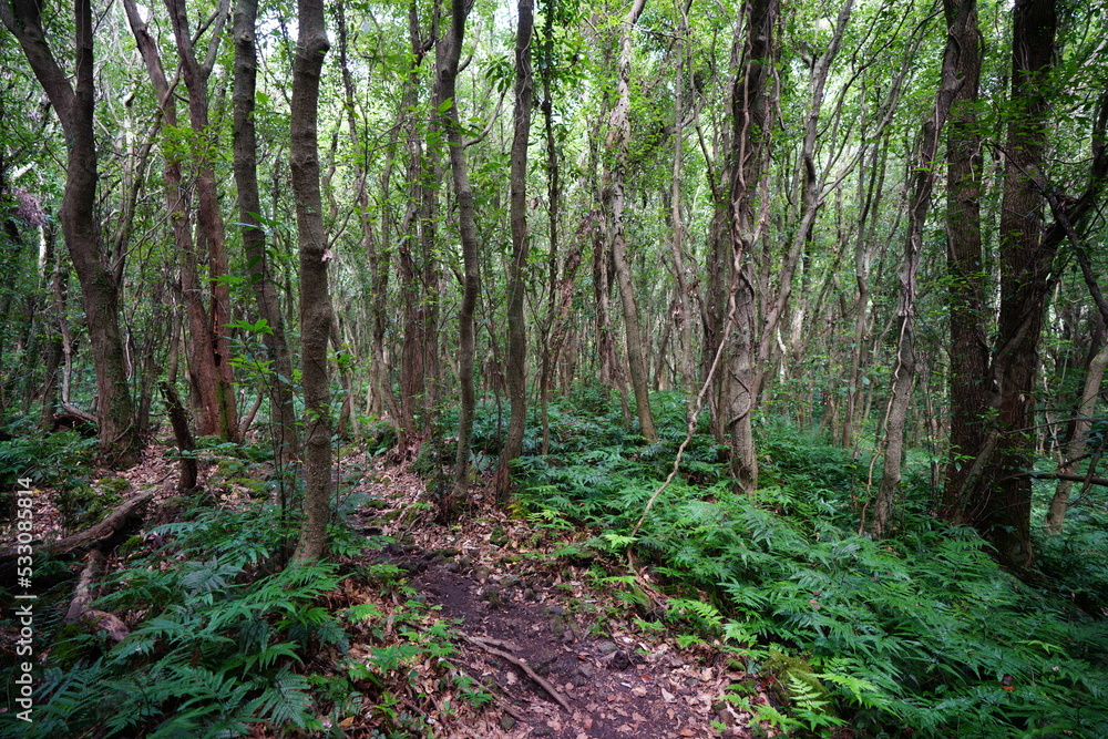 thick wild forest with path