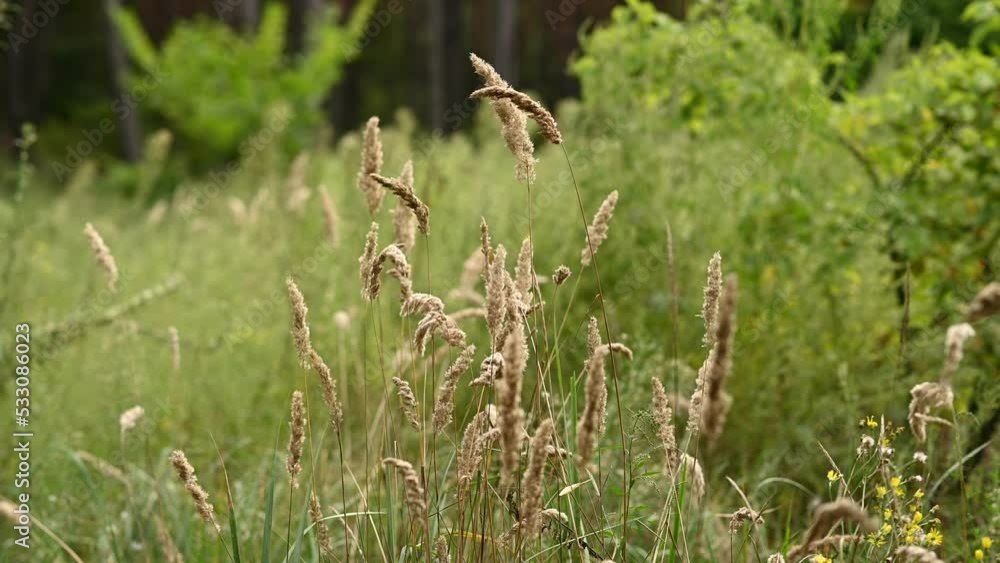 Autumn day. Dry spikelets of dry grass sway in the wind Autumn day. Dry spikelets of dry grass sway in the wind