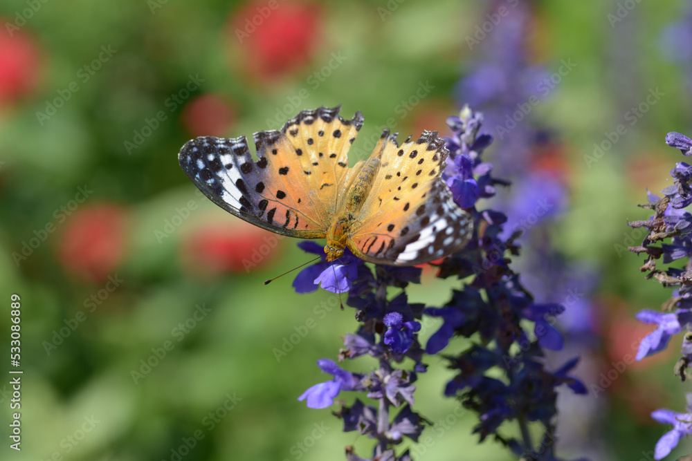 Obraz premium ツマグロヒョウモン