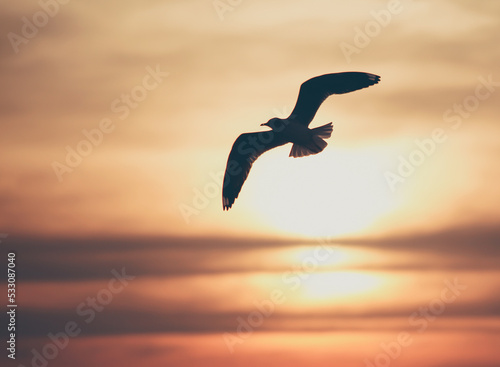 Vintage toned silhouette seagull on sunset background