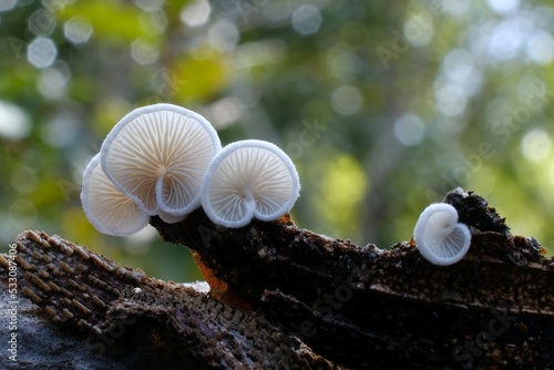 Crepidotus versutus, commonly known as the evasive agaric, interesting mushroom growing on wood photo