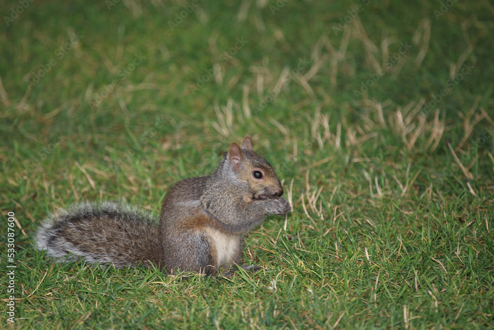 Östliches Grauhörnchen / Eastern gray squirrel / Sciurus carolinensis Östliches Grauhörnchen / Eastern gray squirrel / Sciurus carolinensis