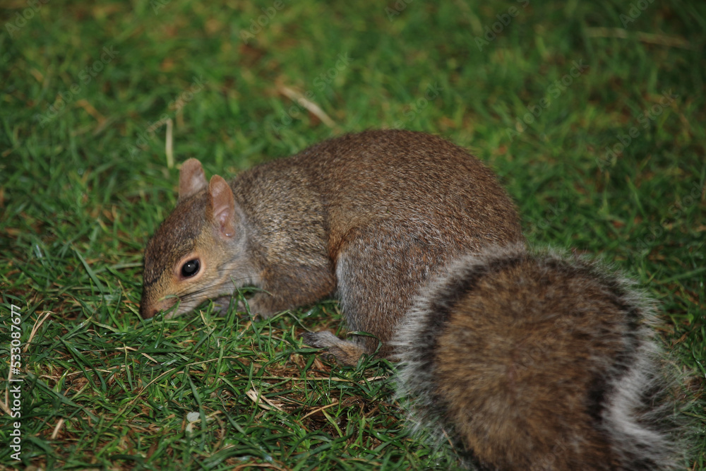 Östliches Grauhörnchen / Eastern gray squirrel / Sciurus carolinensis Östliches Grauhörnchen / Eastern gray squirrel / Sciurus carolinensis