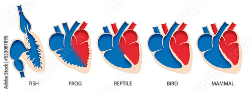 Comparative anatomy of heart in vertebrates photo
