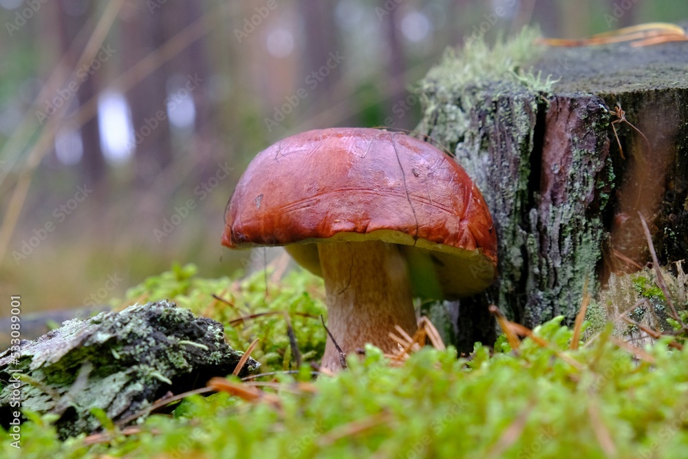 Wet from the rain, growing in blackberry bushes, mushroom Imleria badia, commonly known as the bay bolete - edible, very tasty mushroom. Wet from the rain, growing in blackberry bushes, mushroom Imleria badia, commonly known as the bay bolete - edible, very tasty mushroom.