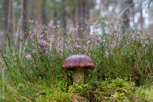 Wet from the rain, growing in in heathers, mushroom Imleria badia, commonly known as the bay bolete - edible, very tasty mushroom. 