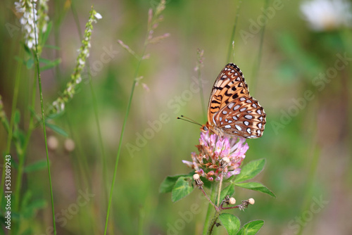 Atlantis Perlmuttfalter / Atlantis fritillary / Speyeria atlantis