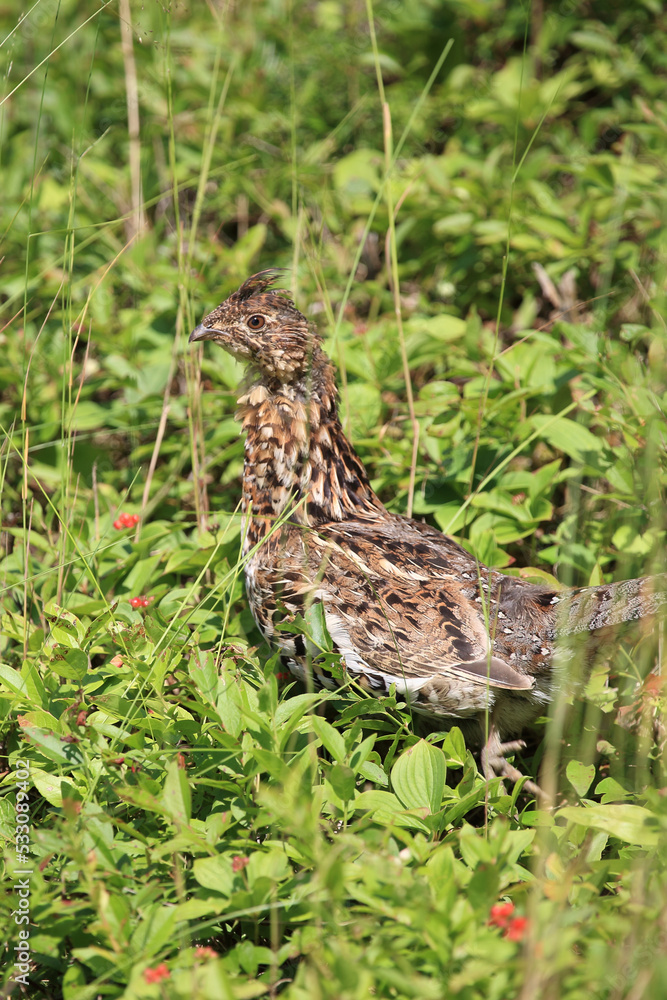 Kragenhuhn / Ruffed grouse / Bonasa umbellus Kragenhuhn / Ruffed grouse / Bonasa umbellus