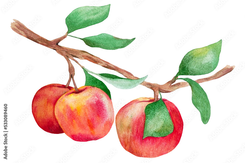 red apples on branch with leaves red apples on branch with leaves