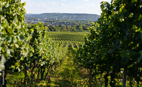 Vine fields and vines in rows. Riesling wine grapes from Germany.