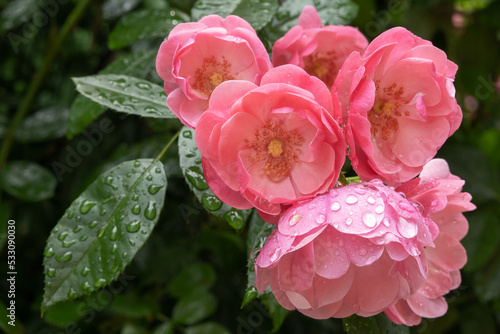 Bild auf Leinwand beautiful pink camelot rose with dew drops, condition after watering flowers in