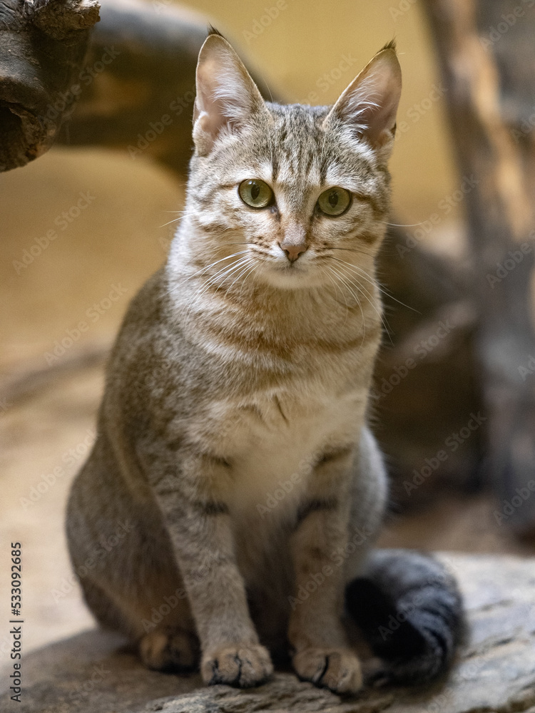 Gordon's Wildcat, Felis silvestris gordoni, sits on the ground and observes its surroundings carefully.