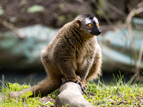 A female Red-fronted Lemur, Eulemur fulvus rufus, sits on a trunk and observes the surroundings. photo