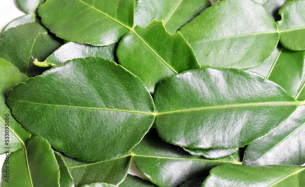 green leaves background green leaves background