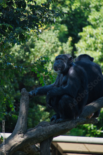 横浜動物園のチンパンジー