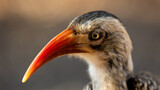 Closeup of a red billed hornbill