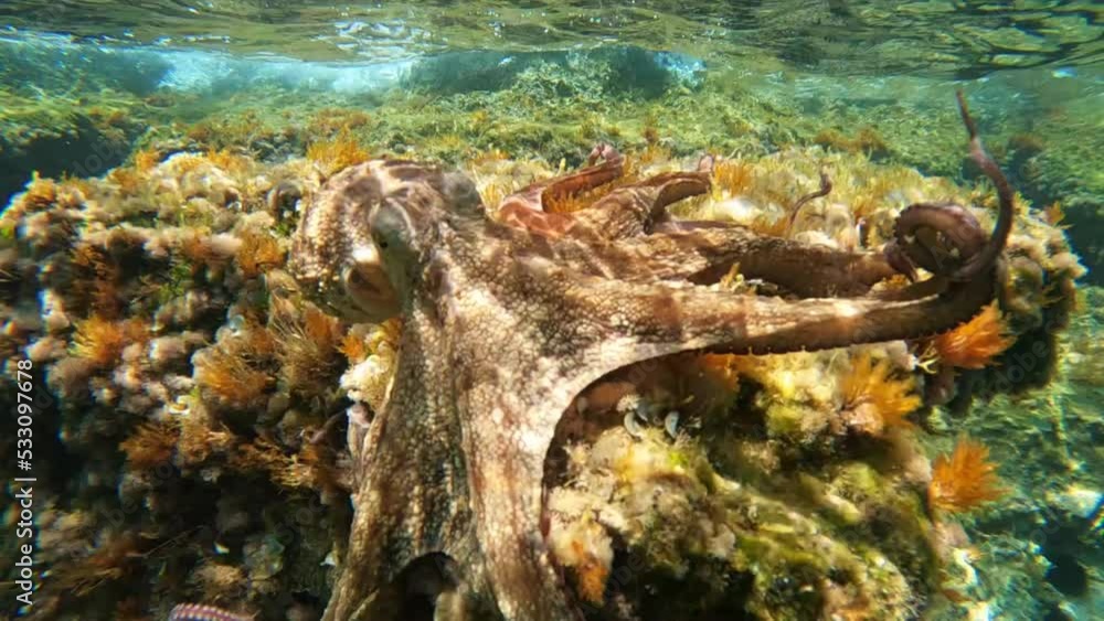 Underwater slow motion video of beautiful octopus swimming in tropical exotic bay coral reef Underwater slow motion video of beautiful octopus swimming in tropical exotic bay coral reef