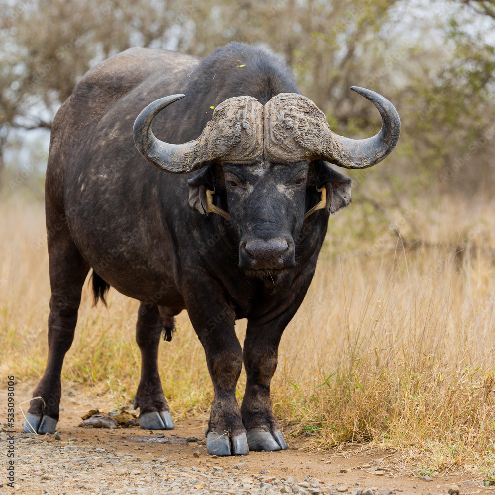 Big bull Buffalo with oxpeckers Big bull Buffalo with oxpeckers
