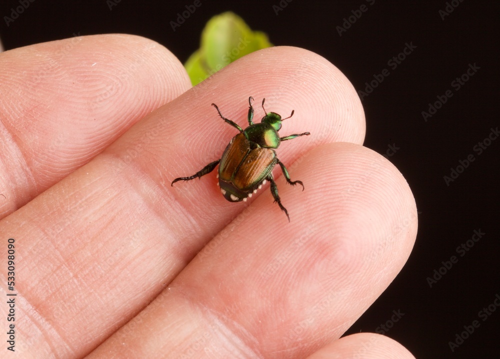 Popillia japonica, coleottero