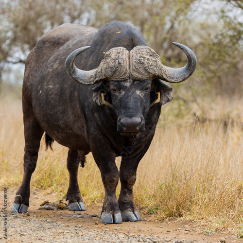 Big bull Buffalo with oxpeckers