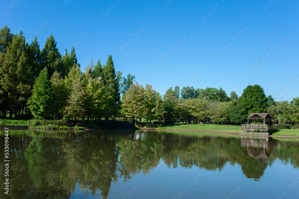 forest pond