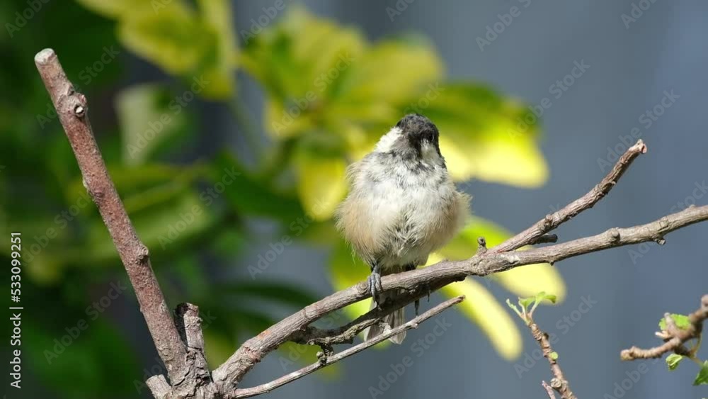 The house sparrow is a bird of the sparrow family Passeridae, found in most parts of the world. It is a small bird that has a typical length of 16 cm and a mass of 24–39.5 g. The house sparrow is a bird of the sparrow family Passeridae, found in most parts of the world. It is a small bird that has a typical length of 16 cm and a mass of 24–39.5 g.